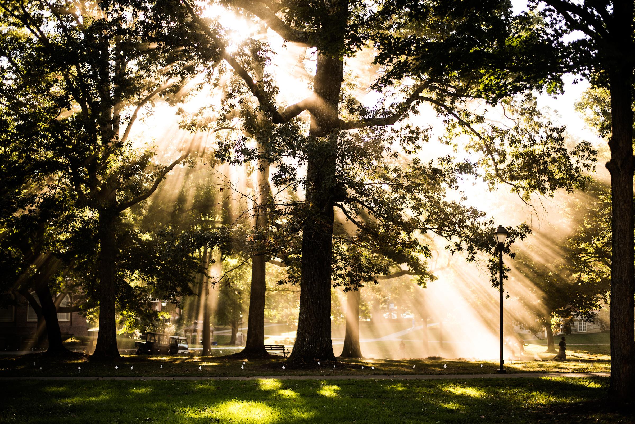 Light shining through trees